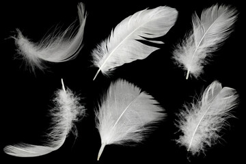 Wall Mural - Group white feather  isolated on black background