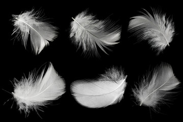 Wall Mural - Group white feather  isolated on black background