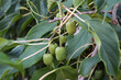 Actinidia fruits on a liana branch among the leaves.