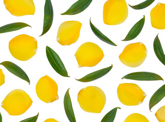 Wall Mural - Allamanda cathartica flowers and leaves isolated on white background