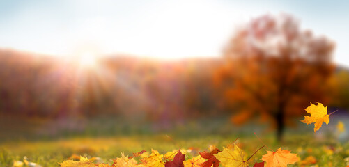 Wall Mural - colorful forest in sunlight. autumn landscape with yellow trees and sun. beautiful foliage in the pa