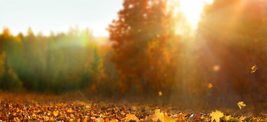 Wall Mural - beautiful autumn landscape with yellow trees and sun. colorful foliage in the park. falling leaves n