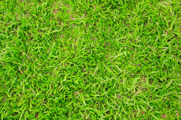 Canvas Print - artificial green grass texture for background