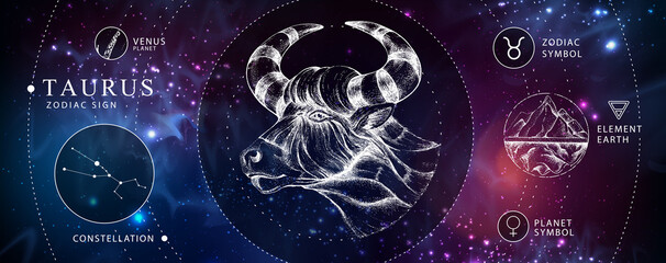 modern magic witchcraft card with astrology taurus zodiac sign. realistic hand drawing bull head. zo