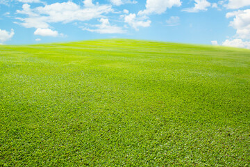 Wall Mural - green grass field and blue sky