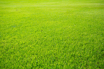 Wall Mural - green grass field