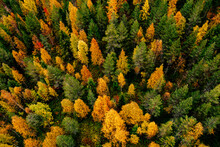 Aerial Top View Of  Yellow And Orange Autumn Trees In Forest In Rural Finland.