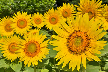  ヒマワリの花（Sunflower）