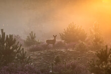 Misty Dutch Heathland Landscape With Roe Deer  - Hondsrug, Drenthe, Netherlands.