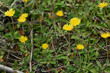 Kleines Habichtskraut (Hieracium pilosella)