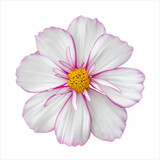 Fototapeta Kuchnia - White cosmos flower with pink border. Natural real flower cosmos blossom isolated