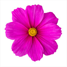 Pink Cosmos Flower. Magenta Flower Cosmos Blossom Isolated