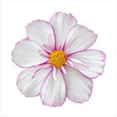Wall Mural - White cosmos flower with pink border. Natural real flower cosmos blossom isolated