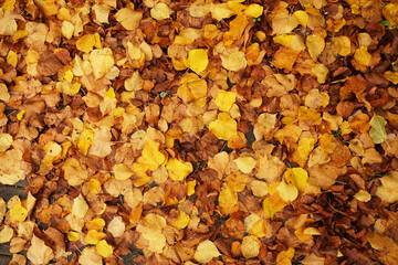 Wall Mural - Yellow autumn leaves on ground aerial top view in forest, autumn background concept