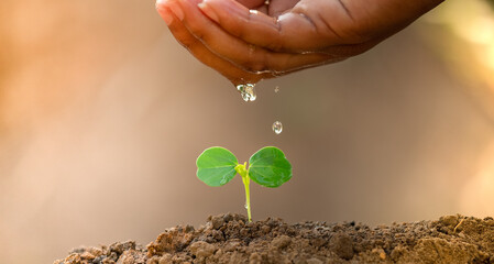 Growing plant with drops water on young tree. Sustainable environment concept. Helping and protecting world from global warming.