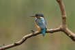 Female Kingfisher perched on a branch with a green background.  