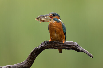Wall Mural - female kingfisher with fish perched on a branch in the rain with a green background