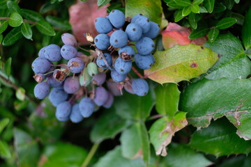 FU 2020-06-06 WeiAlong 288 Am Zweig wächst ein Büschel blaue Beeren