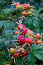 Rose Hip (rose Haw, Rose Hep) Bush With Fruits