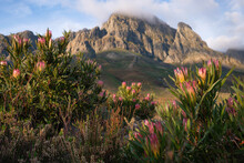 Multiple Pink Protea Bushes Flowering In The Mountains Near Stellenbosch, South Africa.