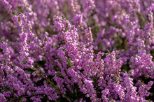 Selective Focus Bush Of Wild Purple Flowers Calluna Vulgaris (heath, Ling Or Simply Heather) Is The Sole Species In The Genus Calluna In The Flowering Plant Family Ericaceae, Nature Floral Background.