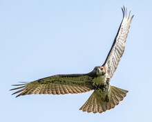 Coopers Hawk In Flight