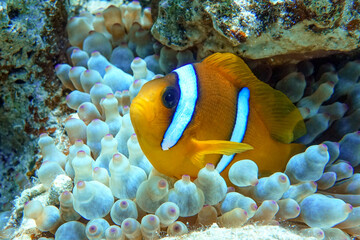 Wall Mural - Red Sea anemonefish - Red Sea clownfish  (Amphiprion bicinctus)
in bubble anemone. Close up. 
