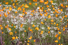 Closeup Of Orange Daisies And White Wildflowers Blooming In The Namaqua National Park In Spring