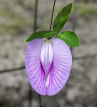 Centrosema Virginianum Or Possumhaw, Spurred Butterfly Pea, Blue Bell