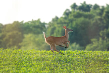 A Young White Tail Deer Runs Across A Small Hill In A Soybean Field, Backlit By The Late Afternoon Sun.  