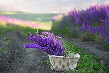 A Basket With A Bouquet Of Wild Lilac Flowers On A Dirt Road Among Flowering Fields In A Summer Evening.