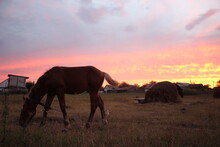 Horse On A Background Of Pink Sunset With Hay