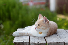 Cat Garden Decor Free Stock Photo - Public Domain Pictures