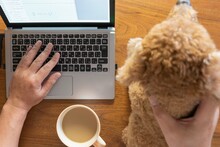 愛犬をなでながらノートパソコンで作業する在宅勤務（テレワーク、リモートワーク）