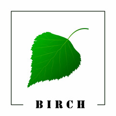 Wall Mural - Green birch leaf and the inscription birch. Design element. Vector illustration.