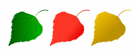 Wall Mural - Set of vector images of birch leaves of autumn colors.