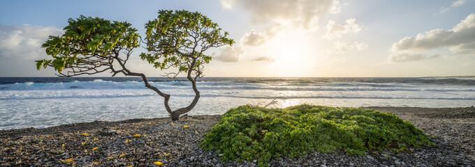 Wall Mural - lonely tree at the beach at sunset