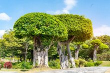 Eucalyptus Bonsai Tree In Garden