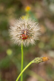 Fototapeta Dmuchawce - Red vegetable patterned bug on white dandelion