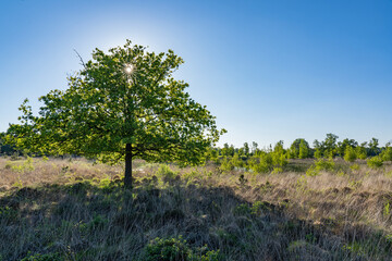 Wall Mural - The sun shines through the crown of a solitary tree in the heathland