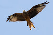 Welsh Red Kite