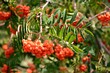 Sorbus aucuparia, comúnmente llamado serbal de los cazadores, detalle de sus ramas en verano