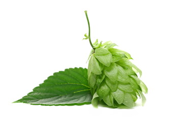 Fresh hops and leaf isolated on white background