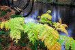 Fronds of the royal fern Osmunda regalis with fall colors
