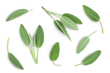 fresh sage herb isolated on white background with clipping path and full depth of field, Top view. Flat lay