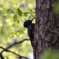 Wall Mural - a black woodpecker sits on a tree