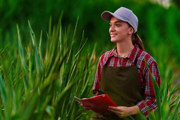 Woman farmer agronomist working in corn field and planning income of harvest. Female examining and checking quality control of produce maize crop. Agriculture management and agribusiness