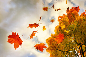 Wall Mural - red and golden colored autumn leaves falling down from a maple tree, sky with clouds and copy space,