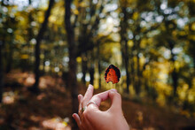 Beautiful Autumn Leaf In Female Hand In The Forest. Close Shot. Idea And Concept Of Changing Seasons And Beauty Of Nature