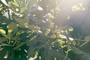 Poster - Fig tree branches with unripe fruits